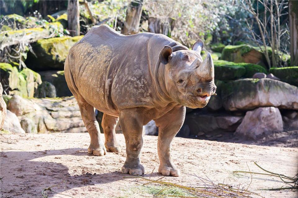 Der neue Spitzmaulnashornbulle nimmt den Platz seines Vorgängers Kito ein, der seinerseits jetzt in Nasors ehemaligem Zoo in Rotterdam lebt.Julian Stratenschulte/dpa