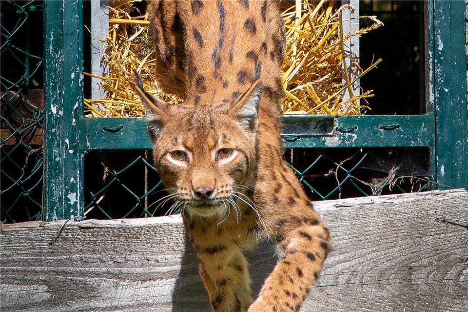 Der rund sechs Jahre alte männliche Luchs inspiziert im Harz sein Gehege. (Handout)Ole Anders/Nationalpark Harz /dpa