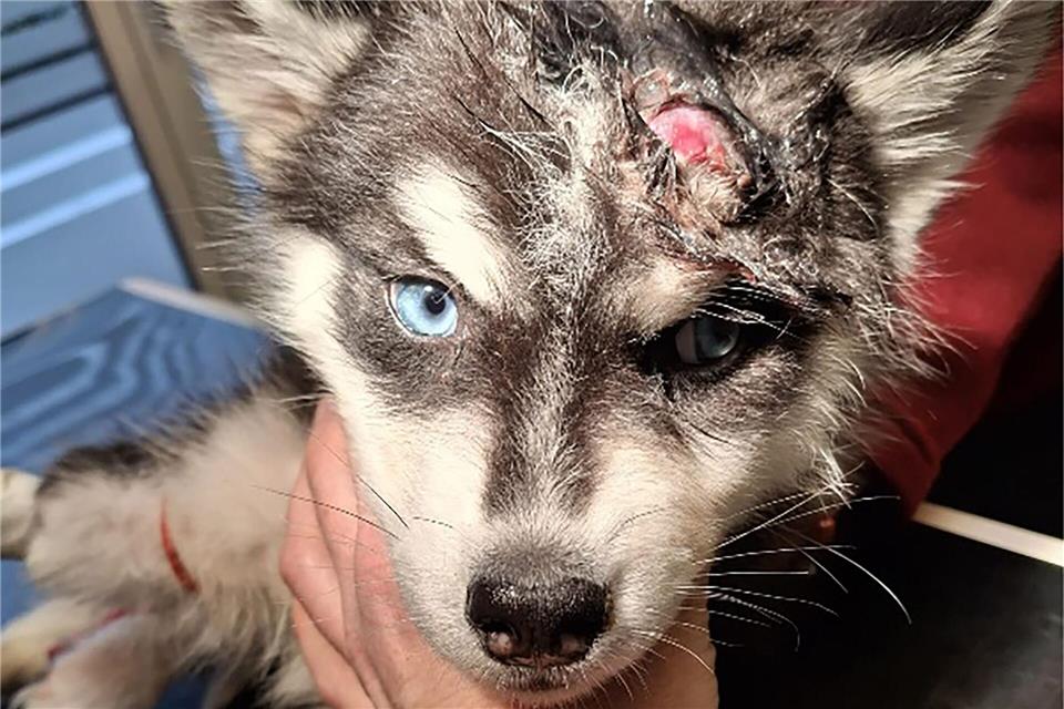 Der schwer verletzte Welpe wurde in eine Tierarztpraxis gebracht und nach entsprechender Versorgung in eine Pflegestelle gebracht.-/Stadt Weimar/Veterinäramt/dpa