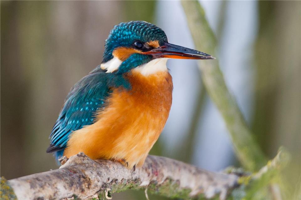 Der seltene Eisvogel jagt auch im Wispertaunus kleine Fische. (Archivbild)Patrick Pleul/dpa-Zentralbild/dpa