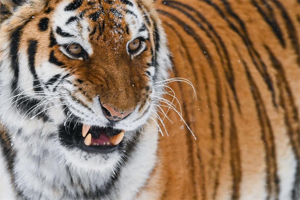 Der sibirische Tiger oder Amur-Tiger ist die größte Raubkatze der Welt. In einem Zoo in England wurde ein Mann von einem der Tiere getötet, nachdem er dessen Gehege betreten hatte. (Illustration)Patrick Pleul/dpa-Zentralbild/dpa
