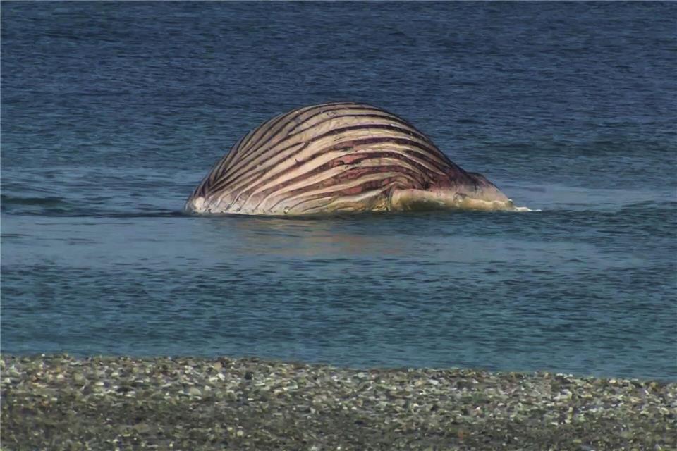 Der tote Buckelwal liegt aufgebläht vor der dänischen Insel Anholt-/News5/dpa