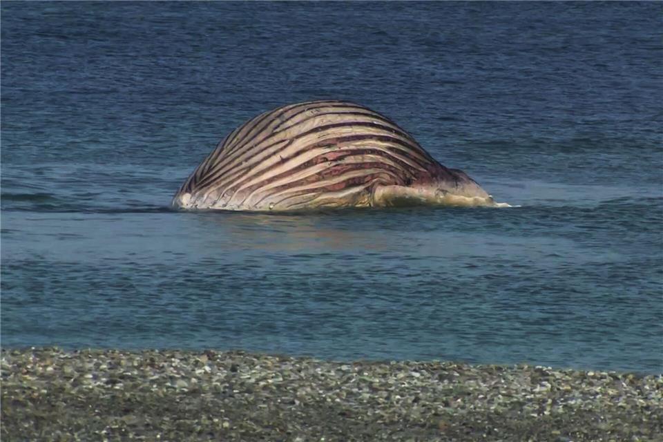 Der tote Buckelwal liegt aufgebläht vor der dänischen Insel Anholt.-/News5/dpa