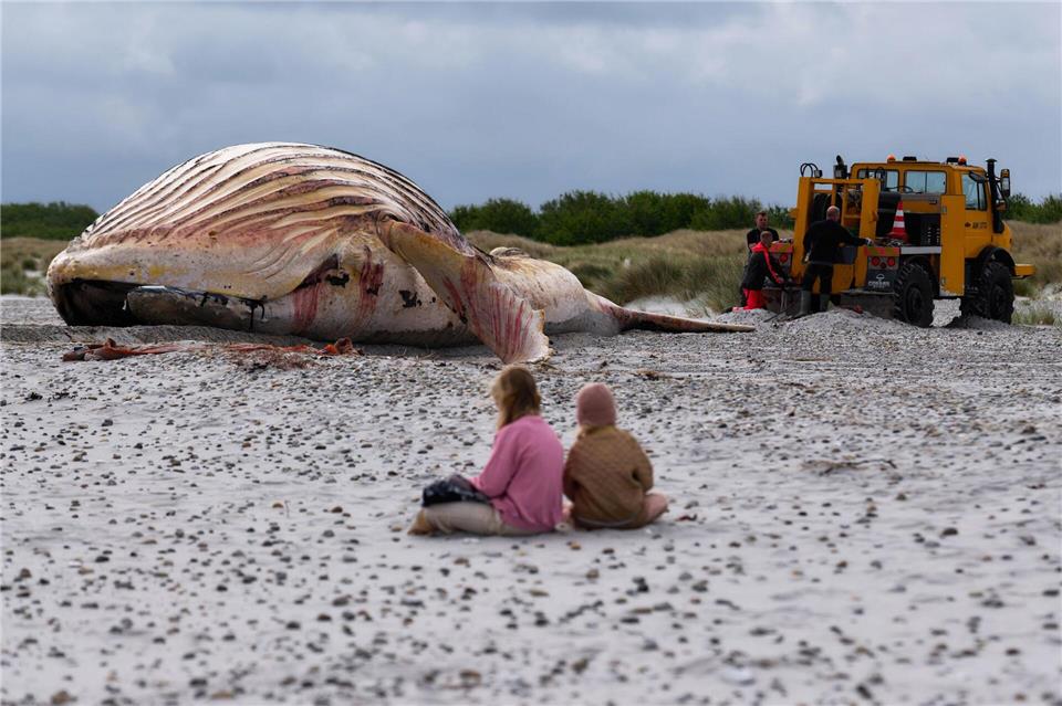 Der tote Wal liegt am Strand der dänischen Insel Anholt, nachdem er aus dem Wasser gezogen wurde.Marcus Golejewski/dpa