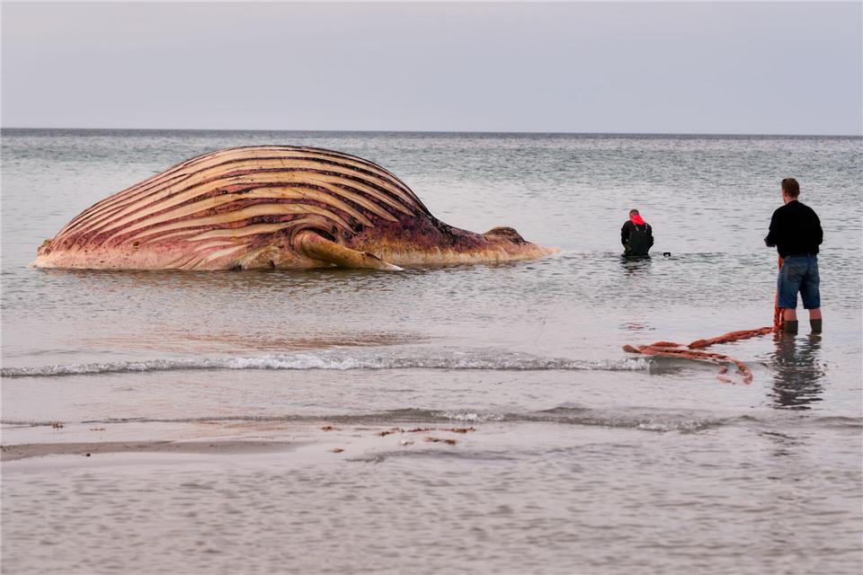 Der tote Wal liegt aufgebläht vor der dänischen Insel Anholt.Marcus Golejewski/dpa