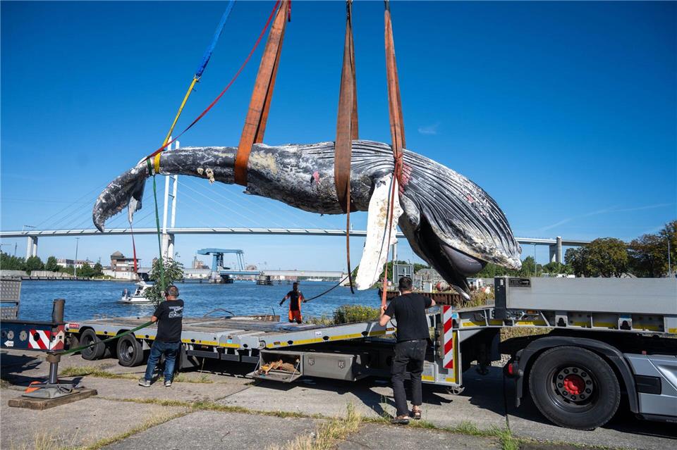 Der tote Wal vom Greifswalder Bodden wird aus dem Wasser geholt.Stefan Sauer/dpa