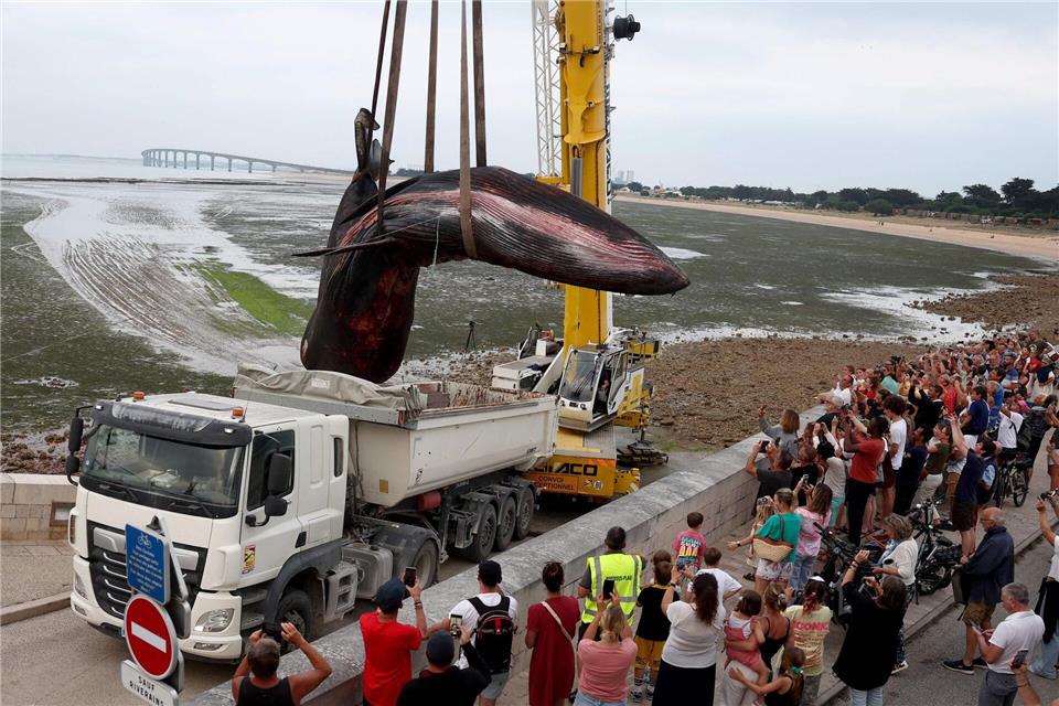 Der tote Wal wurde mit einem Kranwagen in einen Laster gehoben. (Archivbild)Romain Perrocheau/AFP/dpa