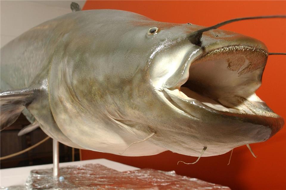 Fünf Badegäste gebissen: Polizist erschießt Zwei-Meter-Fisch Der unter dem Namen „Killerwels Kuno“ bekannt gewordene 1,62 Meter lange und 79 Kilogramm schwere präparierte Wels sorgte vor über 20 Jahren in einem Teich in Mönchengladbach für Aufruhr, danach kam er ins Städtische Museum Schloss Rheyd. (Archivbild)Horst Ossinger/dpa