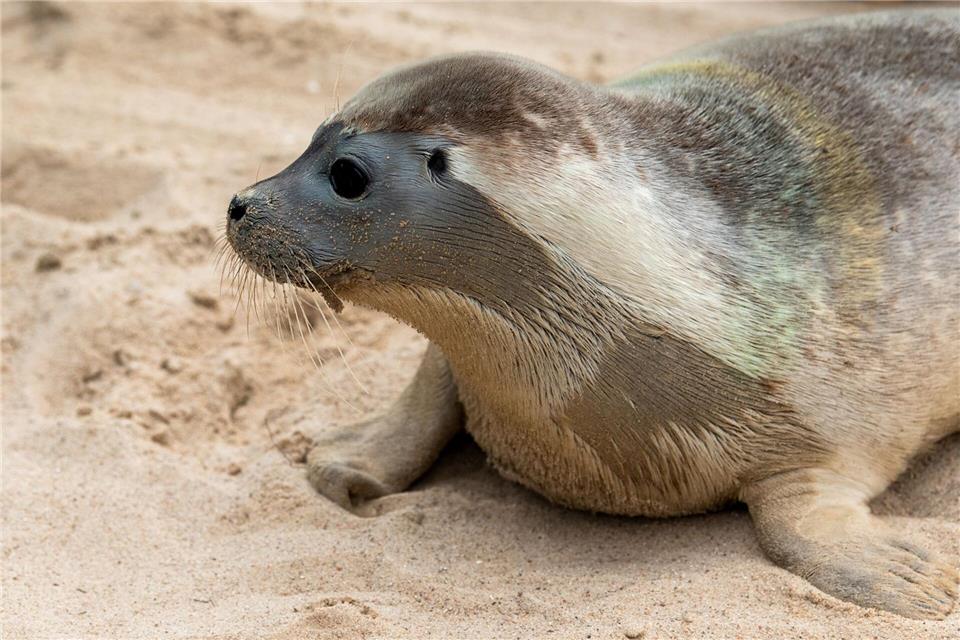 Der verletzte Heuler soll später in die Seehundaufzuchtstation in Friedrichskoog gebracht werden. (Symbolbild)Daniel Bockwoldt/dpa