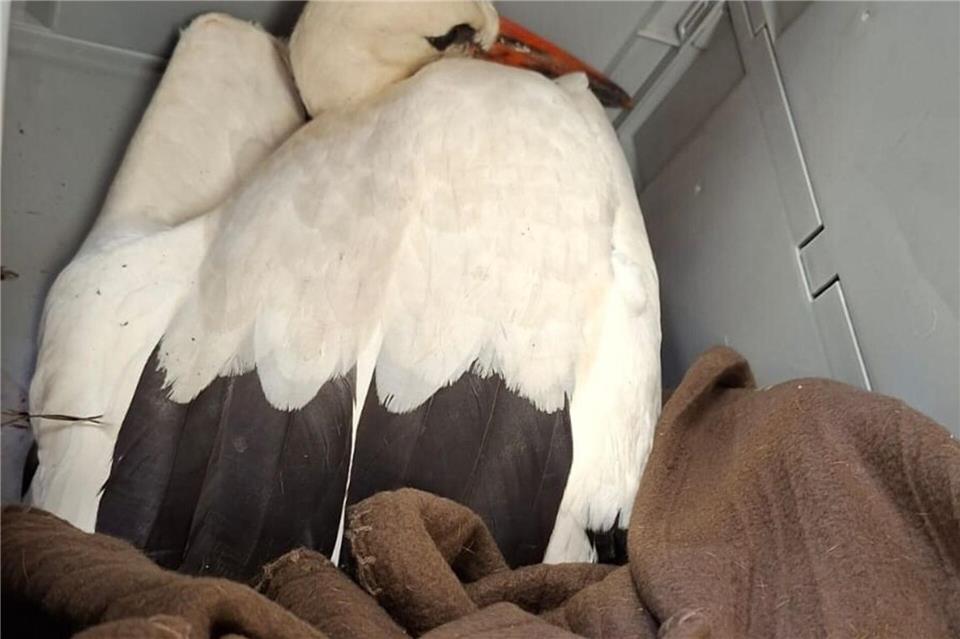 Der verletzte Storch wurde heute operiert, weil laut Tierschutzverein zwei Geschosse in seinem Flügel steckten.Tierschutzverein „Frutzel“/dpa