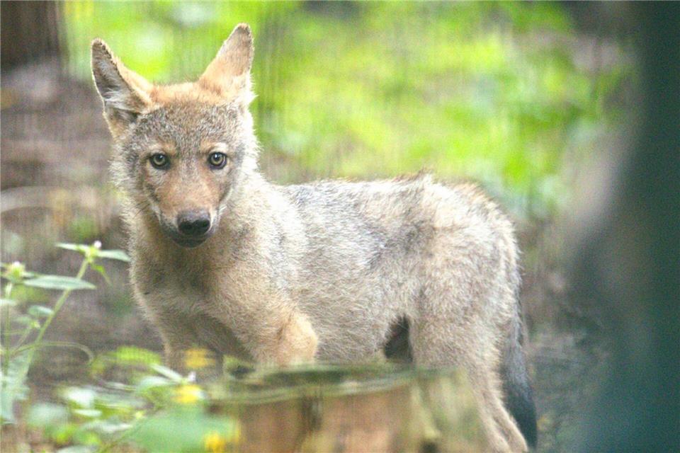 Der verwaiste Welpe wird im Wolfcenter aufgepäppelt. Wolfcenter Dörverden/dpa