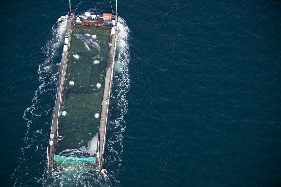 Der vor Poel aus dem flachen Wasser geborgene Buckelwal liegt in einem Transportschiff, das ihn in die Nordsee bringen soll.Philip Dulian/dpa