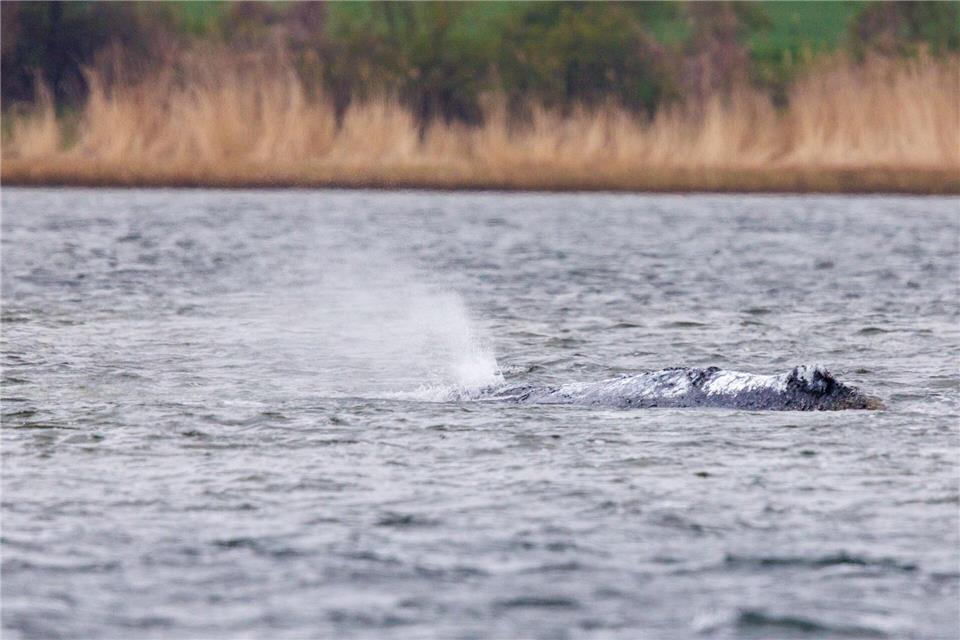 Der vor Poel liegende Buckelwal bläst Atemluft aus.Jens Büttner/dpa