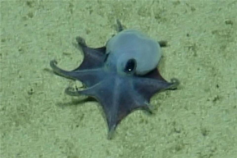 Der winzige blaue Oktopus ist in etwa so groß wie ein Golfball. -/Charles-Darwin-Stiftung/dpa