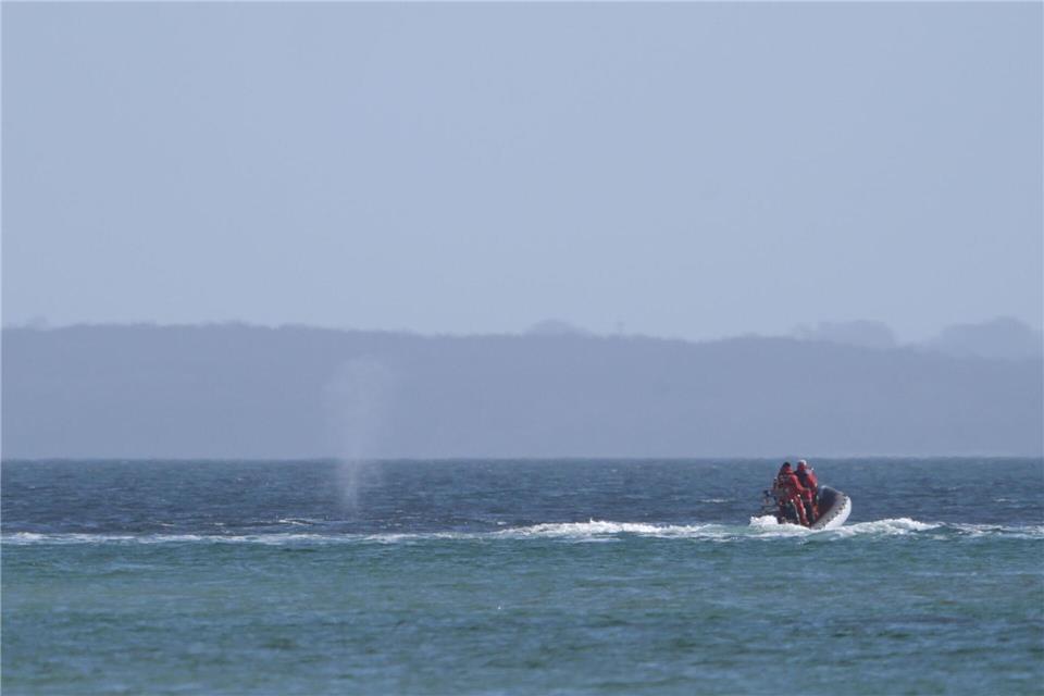Der zeitweise vor Timmendorfer Strand gestrandete Buckelwal sorgte auch davor schon für Schlagzeilen.Marcus Brandt/dpa