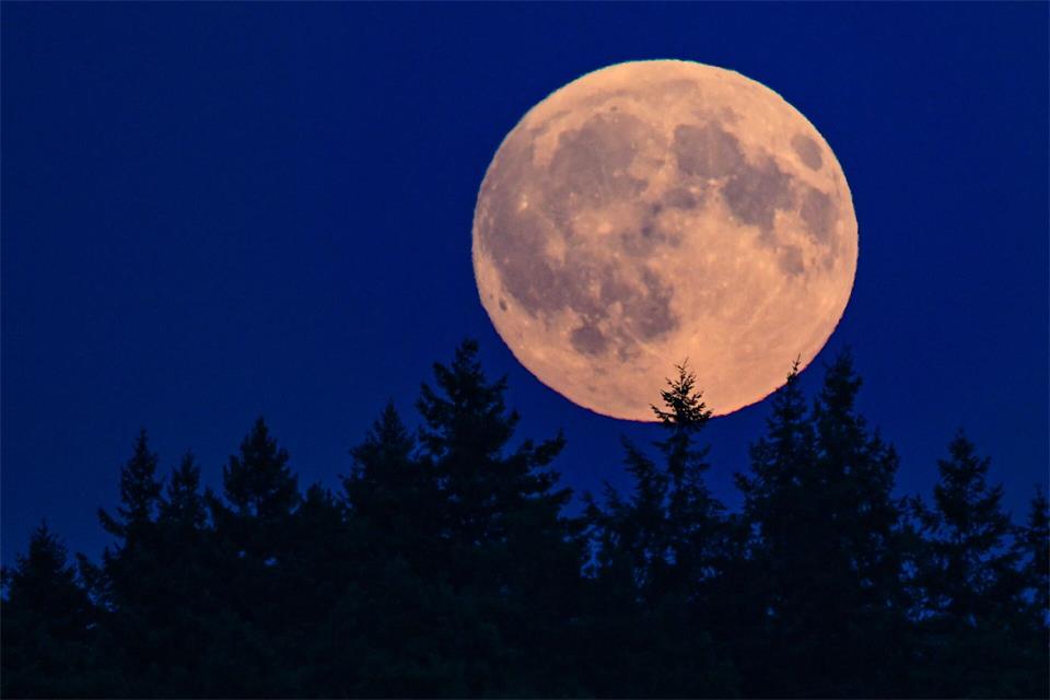 Der zu 99,8 Prozent sichtbare zunehmende Mond leuchtet am Abend über einem Wald in Brandenburg. Patrick Pleul/dpa