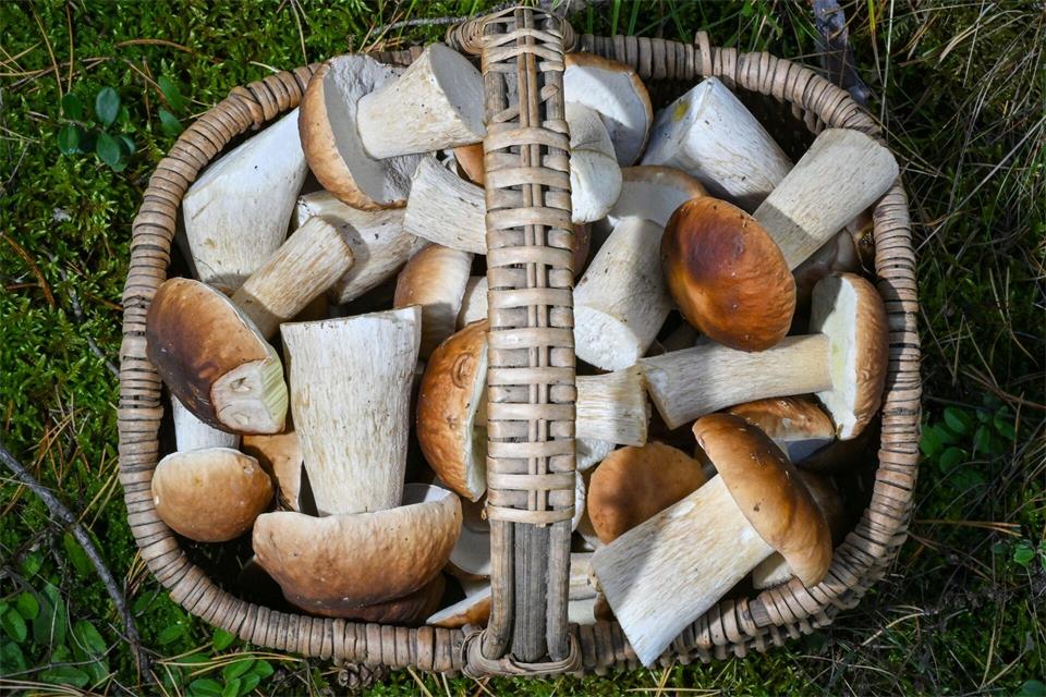 Derart volle Körbe dürfte es in diesem Jahr bei Pilzsammlern nicht geben. (Symbolbild)picture alliance/dpa