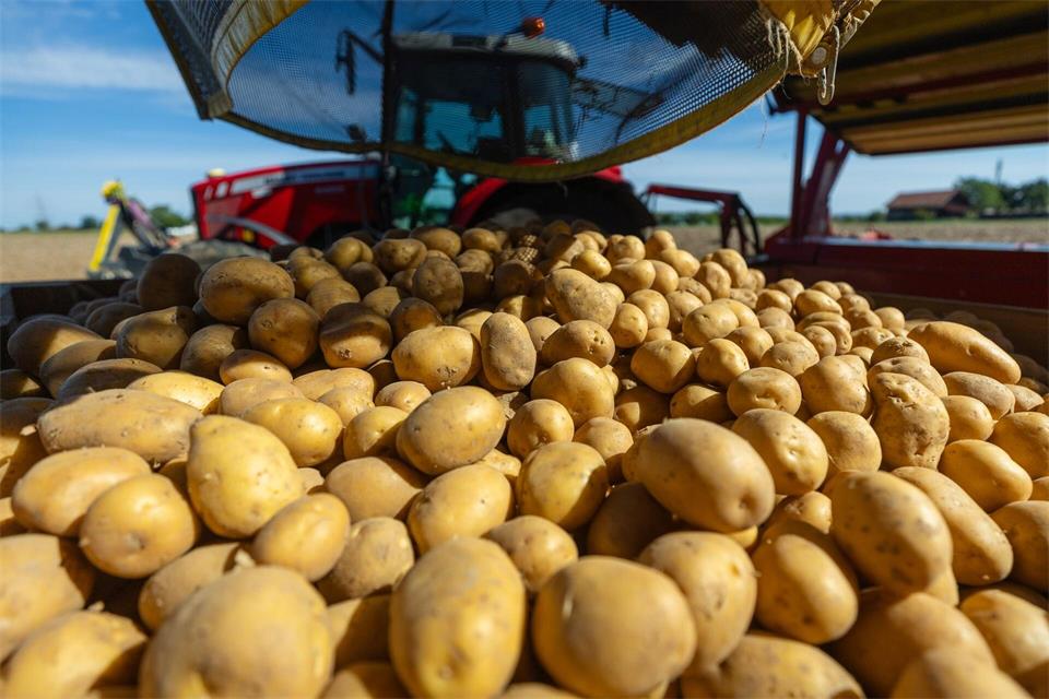 Derzeit läuft vielerorts die Kartoffelernte. Da ist die Versuchung groß, das Gemüse vom Feld zu sammeln. Doch was ist erlaubt? (Archivbild)Christoph Schmidt/dpa