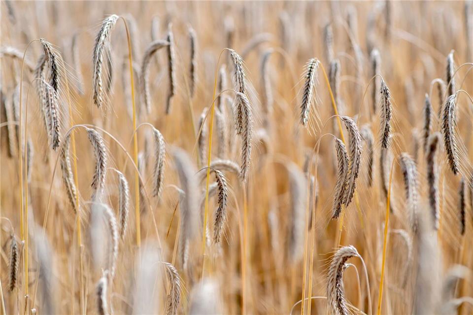 Derzeit werden die letzten Flächen in Niedersachsen abgedroschen. Hauke-Christian Dittrich/dpa