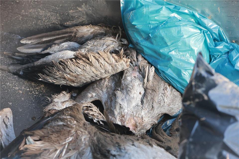 Verdacht auf Vogelgrippe jetzt auch in Stendal Derzeit werden in etlichen Regionen tote Kraniche gefunden. Matthias Bein/dpa