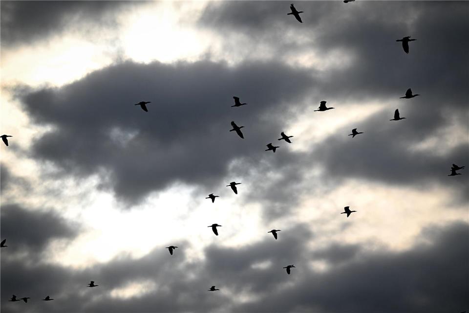 Deutlich weniger Brutpaare wurden 2025 am Bodensee gezählt. (Archivbild)Felix Kästle/dpa