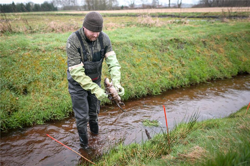 Deutsche und Niederländer sind im Grenzbereich auf der Suche nach Bisamen - hier Elmar Brinkhuis, Koordinator für Bisambekämpfung für die niederländische Waterschap Vechtstromen. Sina Schuldt/dpa