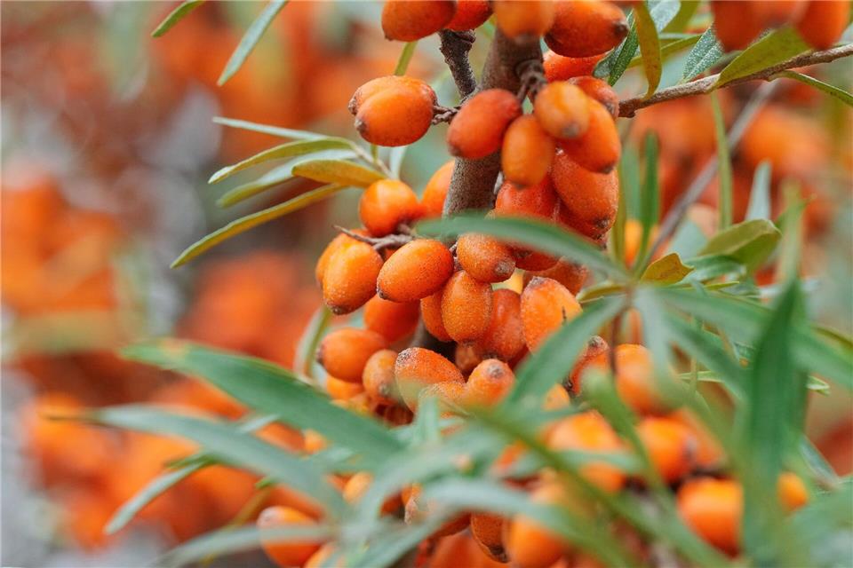 Dicht an dicht hängen Sanddornbeeren an Sträuchern entlang der Ostseeküste. Sie werden auch als Zitrone des Nordens bezeichnet und sind die Basis unter anderem für Säfte, Marmeladen und Liköre. picture alliance/dpa