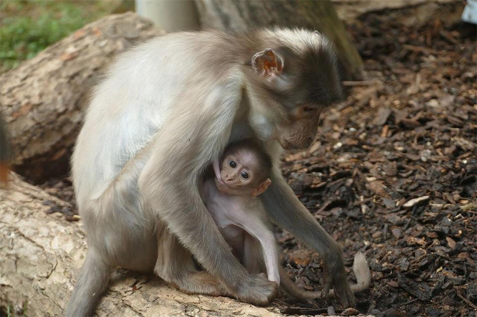 Dicht bei der Mama verbringt das Affenbaby seinen ersten Monat im Zoo Heidelberg.Petra Medan/Zoo Heidelberg/dpa