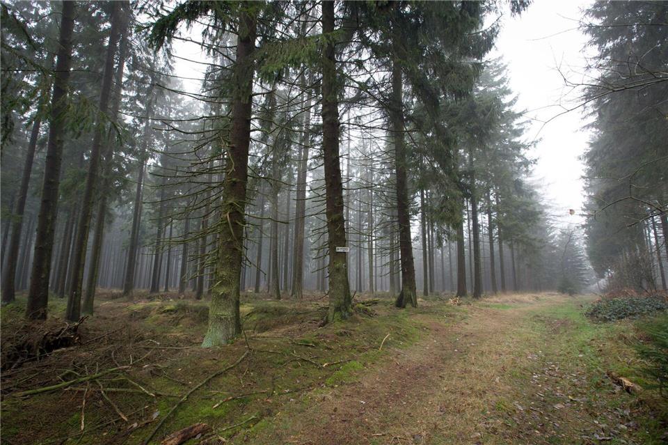 Die 80-Jährige wurde im Eggegebirge bei Willebadessen nach Tagen lebend gefunden. (Archivbild)picture alliance / Friso Gentsch/dpa