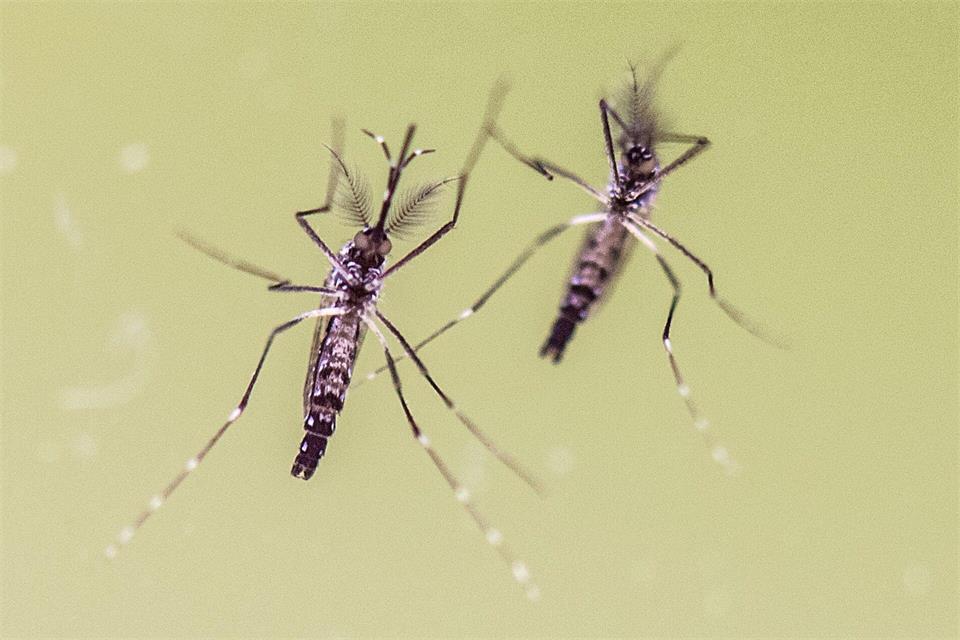 Die Ägyptische Tigermücke (Aedes aegypti) gilt als Hauptüberträger für das Dengue-Fieber.Boris Roessler/dpa/dpa-tmn
