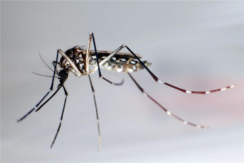 Die Ägyptische Tigermücke, auch Gelbfiebermücke genannt, überträgt verschiedene Krankheiten, darunter das Chikungunya-Virus.picture alliance/dpa/epa