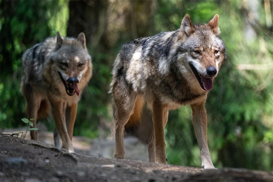 Die AfD-Fraktion fordert klare Jagd- und Schonzeiten für den Wolf. (Archivbild)Armin Weigel/dpa