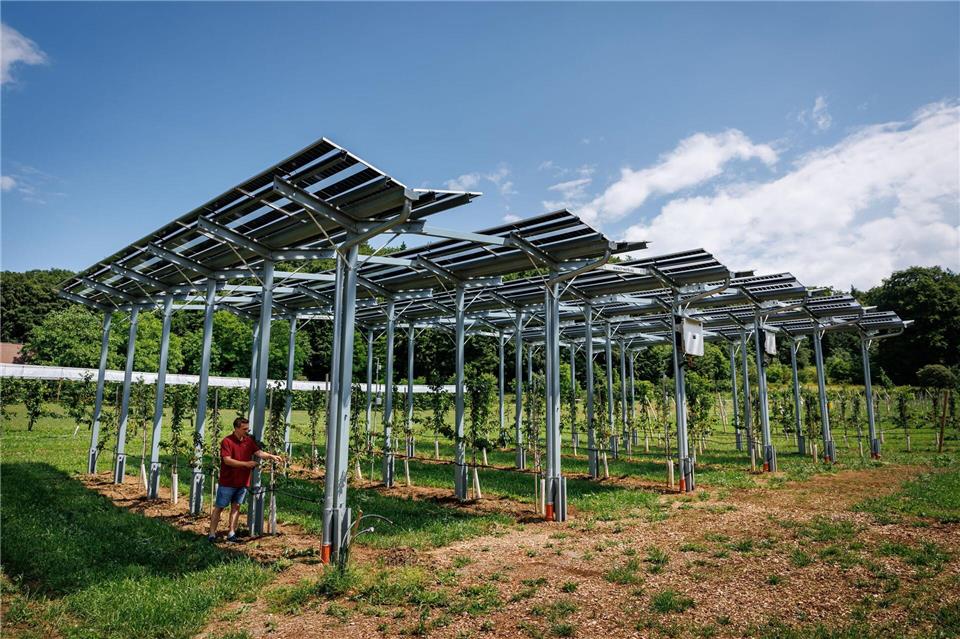 Die Agri-PV-Anlage soll zeigen, wie Kirschbäume gedeihen und gleichzeitig Strom produziert werden kann. Daniel Karmann/dpa