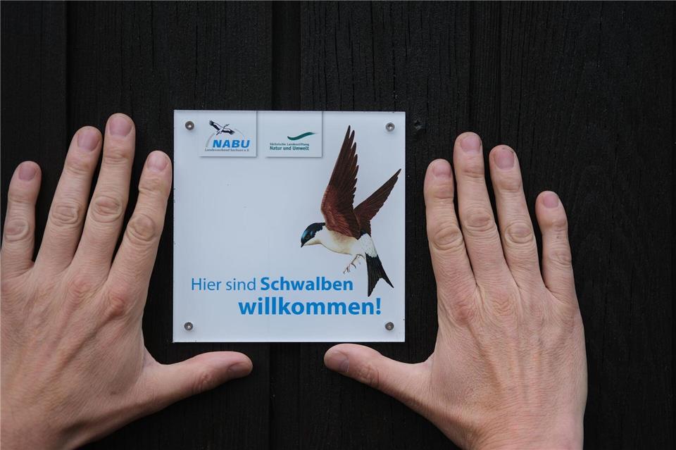 Die Aktion „Schwalben willkommen“ in Regie des Naturschutzbundes Deutschland in Sachsen feiert in diesem Jahr den 10. Geburtstag (Archivbild).  Sebastian Willnow/dpa