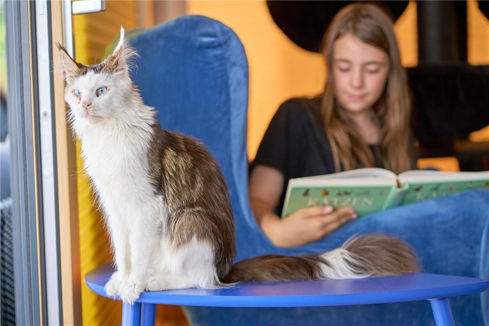Mit Katzen das Vorlesen lernen – „Katzen erwarten nichts“ Die Aktion soll den Kindern helfen, ihre Scheu beim Vorlesen zu überwinden. Sascha Ditscher/dpa