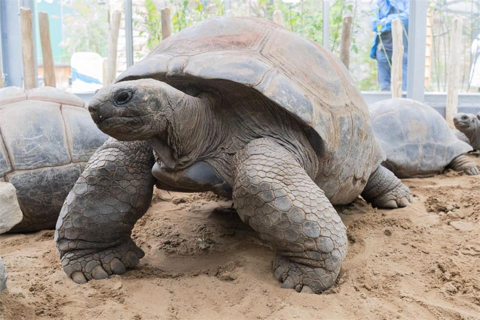 Die Aldabra-Riesenschildkröte zählt zu den größten Landschildkröten der Welt.Julian Stratenschulte/dpa