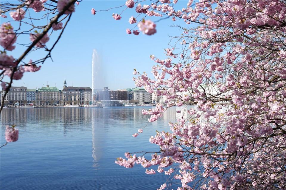 Die Alsterfontäne sprudelt nach dem Einschalten auf der Hamburger Binnenalster. Marcus Brandt/dpa