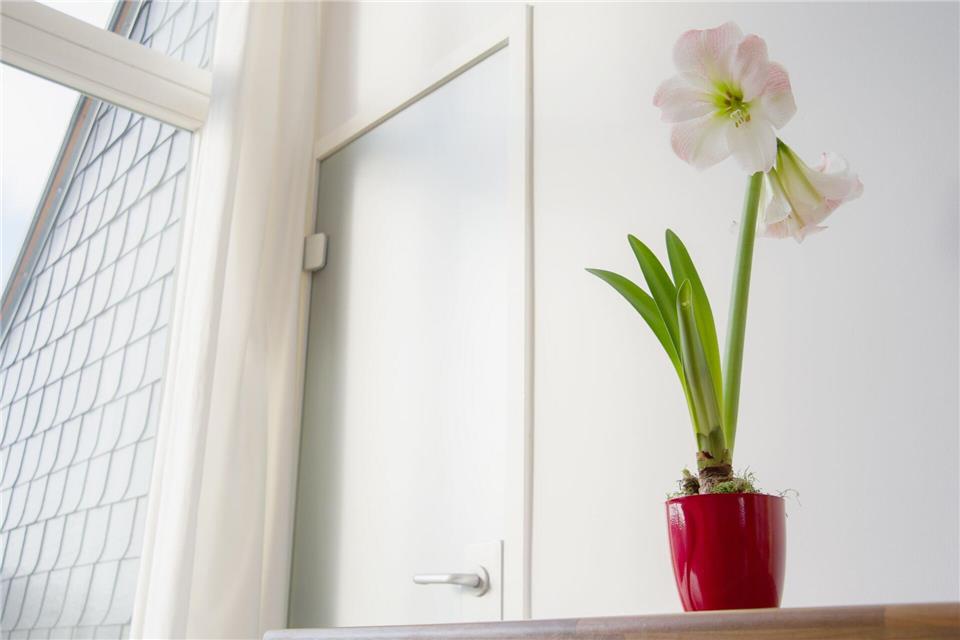 Die Amaryllis mag es hell, verträgt aber keine direkte Mittagssonne.Andrea Warnecke/dpa-tmn