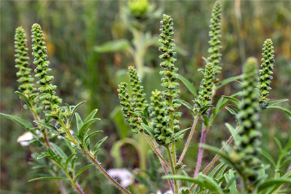 Invasive Arten breiten sich aus - Mithilfe aller ist gefragt Die Ambrosia-Pollen können starke allergische Reaktionen auslösen.Patrick Pleul/dpa-Zentralbild/dpa