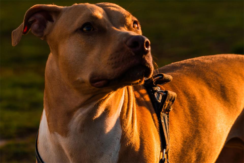 Die American Staffordshire Terrier gehören nach der Rasseliste in NRW zu den gefährlichen Hunden.