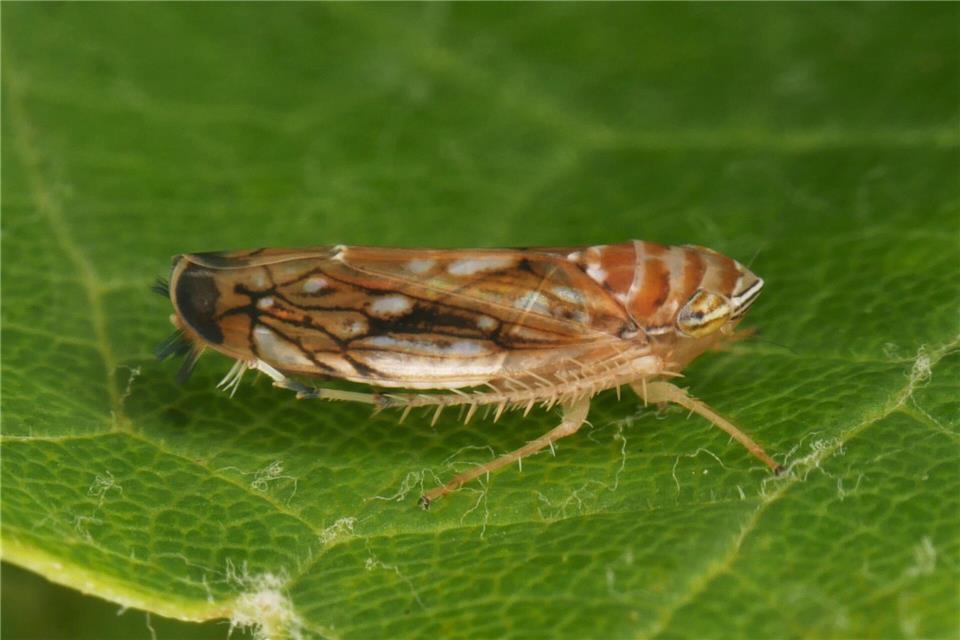 Die Amerikanische Rebzikade überträgt die Krankheit.Olaf Zimmermann/Landwirtschaftliches Technologiezentrum Augustenberg /dpa