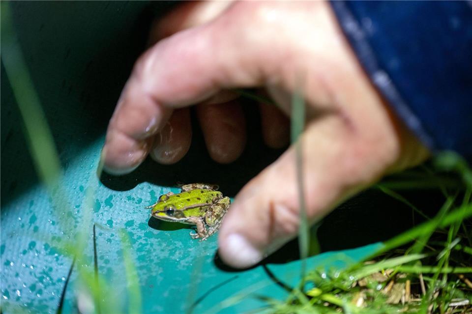 Die Amphibien-Bestände sind nach Angaben des Landesamts für Umwelt in den letzten Jahrzehnten drastisch zurückgegangen. Pia Bayer/dpa