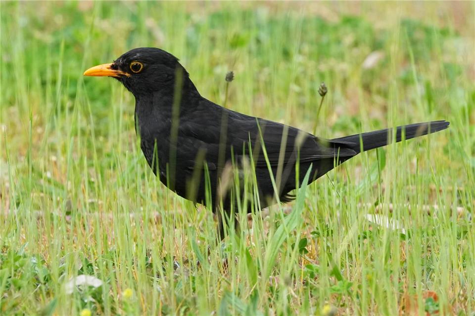 Die Amsel braucht naturnahe Gärten und Grünflächen. (Archiv)Soeren Stache/dpa