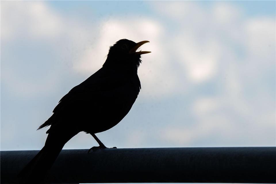 Die Amsel gehört zu den Frühaufstehern. Frank Rumpenhorst/dpa
