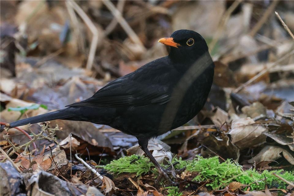 Die Amsel ist ein häufiger Gast in Gärten, doch mancherorts zeigt sie sich seltener. (Symbolbild)Oliver Berg/dpa