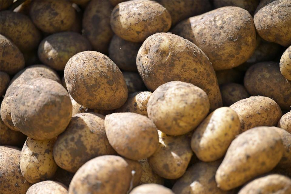 Die Anbaufläche für Kartoffeln ist in Bayern gestiegen. (Archivbild)Malin Wunderlich/dpa