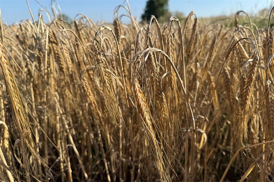 Die Anbaufläche für Sommergerste hat in Bayern ein Tief erreicht. (Symbolbild)Kathrin Zeilmann/dpa