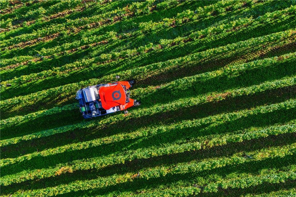 Die Anbaufläche für Wein nimmt ab. (Archivbild)Philipp von Ditfurth/dpa