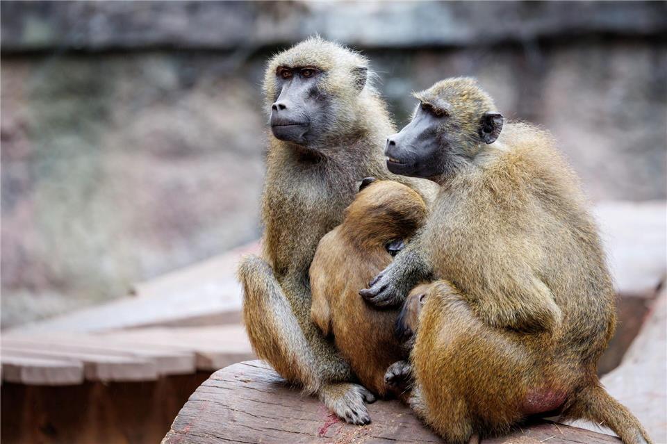 Die Anlage ist laut dem Tiergarten für 25 Paviane plus Jungtiere ausgelegt. Im Juli 2025 lebten dort mehr als 40 Affen. (Archivbild)Daniel Karmann/dpa