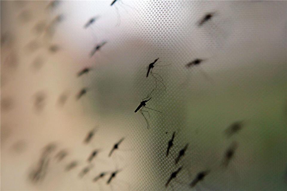 Die Anopheles-Mücke überträgt Malaria. Familien mit Baby oder Kleinkindern sollten lieber Reiseziele abseits von Malaria-Gebieten wählen.picture alliance/dpa/epa